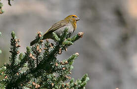 Crimson-browed Finch