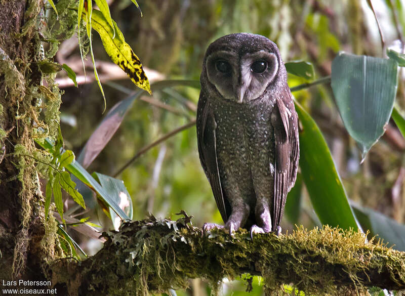 Greater Sooty Owl, identification