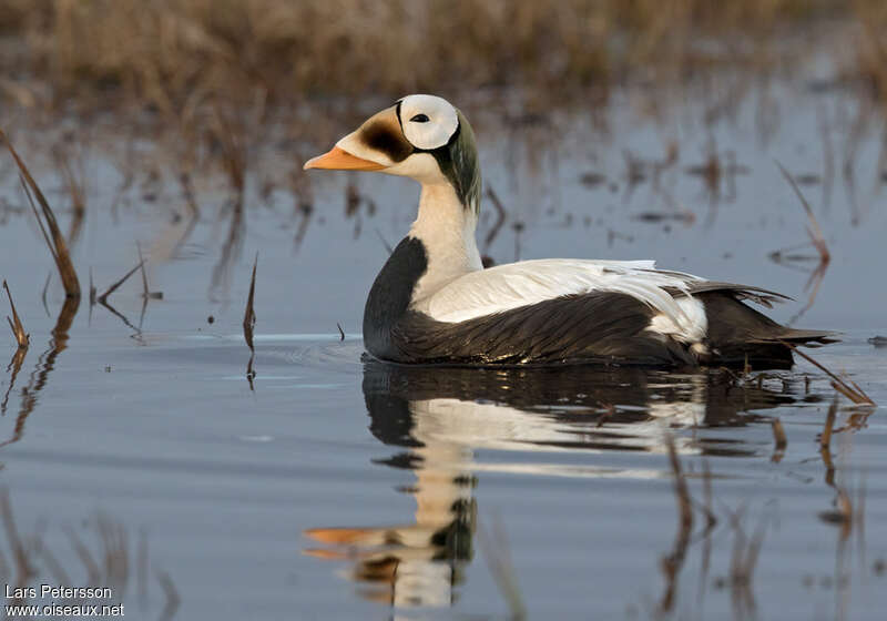 Spectacled Eider male adult breeding, pigmentation, swimming