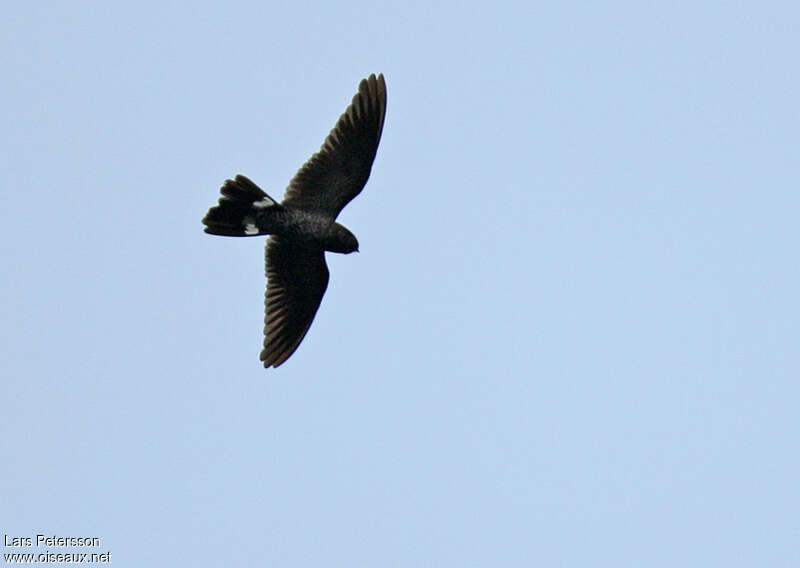 Band-tailed Nighthawk, pigmentation, Flight