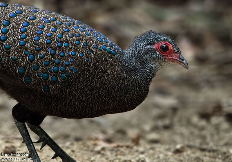 Germain's Peacock-Pheasant, close-up portrait