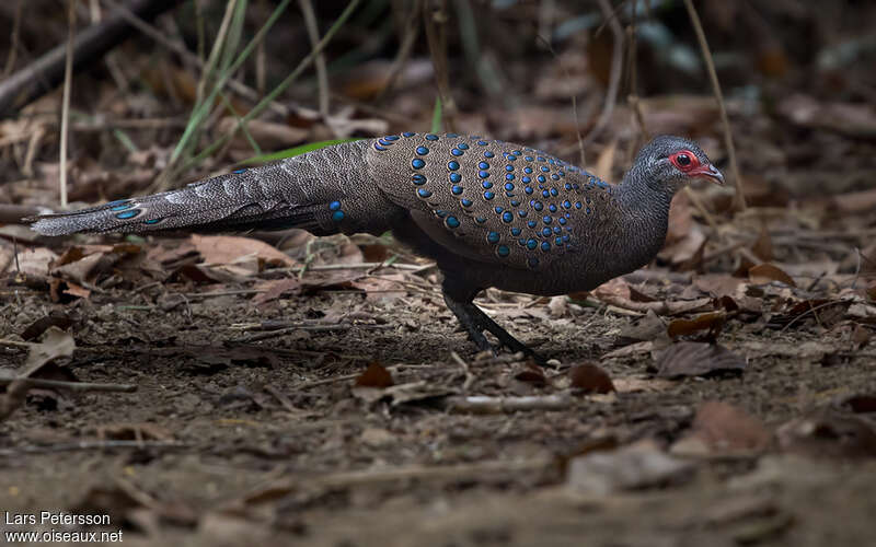 Germain's Peacock-Pheasantadult, identification