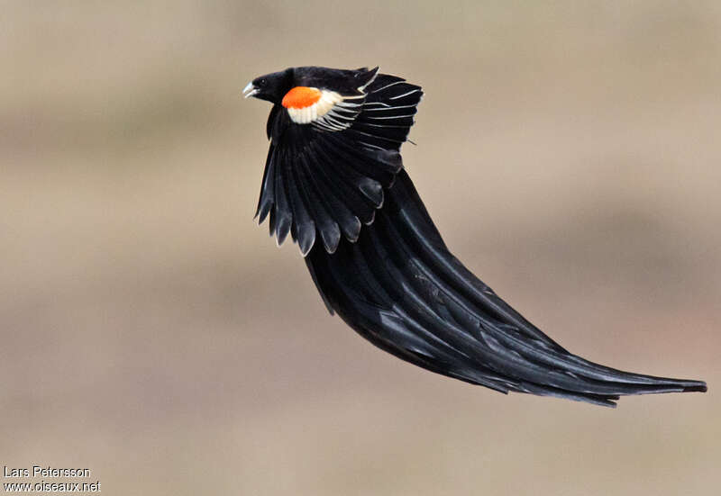 Long-tailed Widowbirdadult, Flight