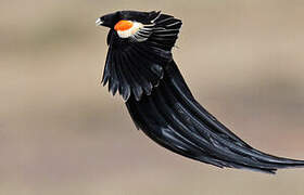 Long-tailed Widowbird