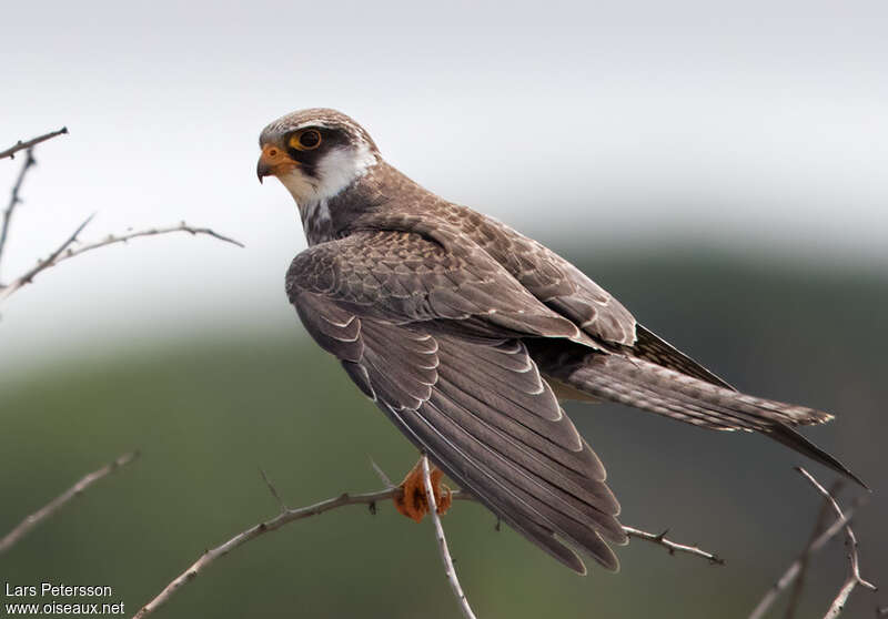 Amur FalconFirst year, identification