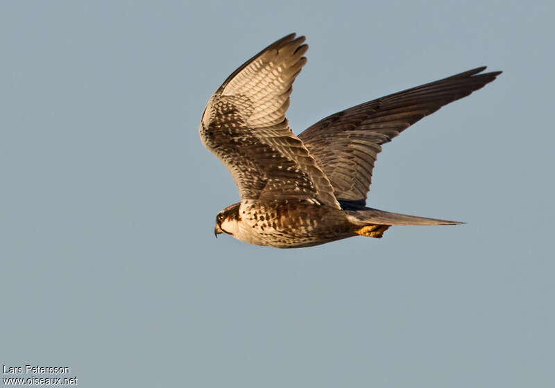 Laggar Falcon, Flight