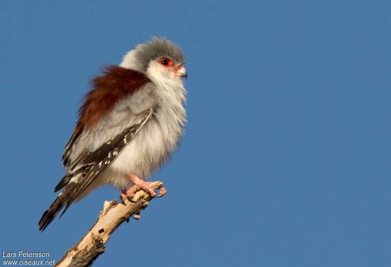Pygmy Falcon female adult, identification