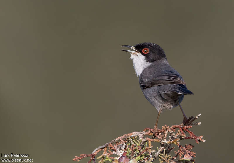 Sardinian Warbler male adult breeding, song