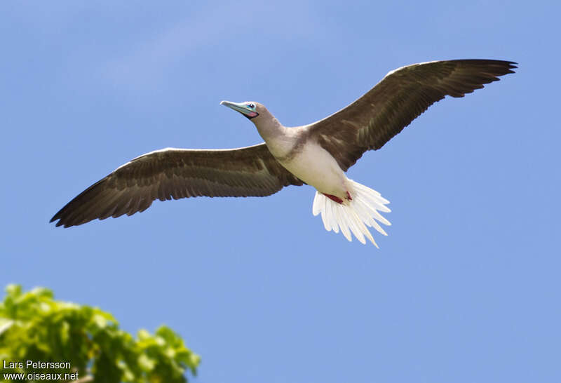 Red-footed Boobyadult, pigmentation, Flight