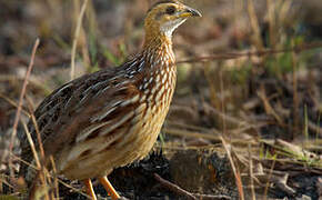 White-throated Francolin