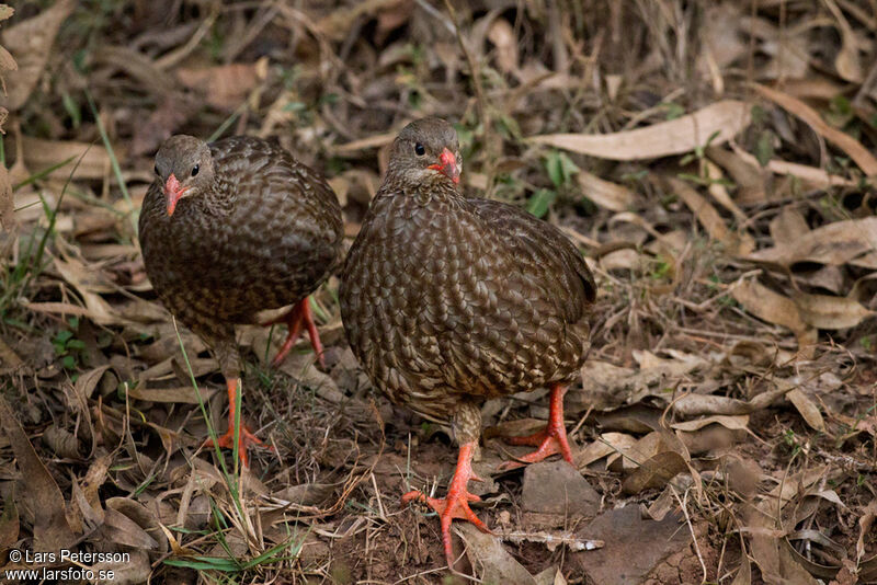 Scaly Francolin