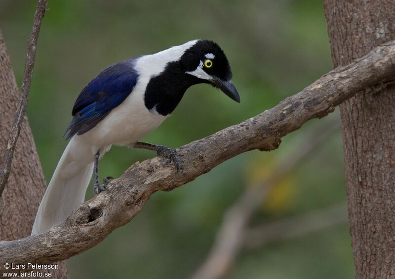 White-tailed Jay