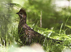 Chinese Grouse