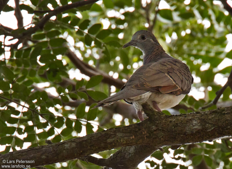 Bar-shouldered Dove