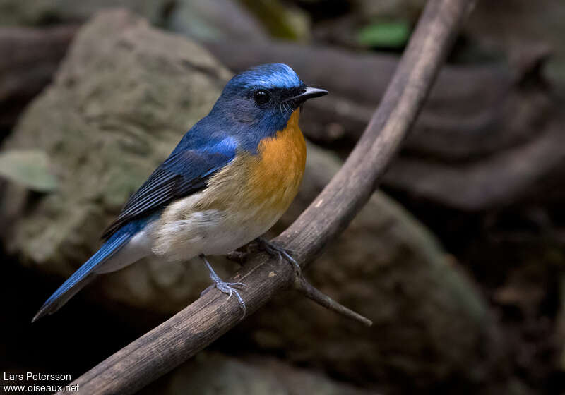 Chinese Blue Flycatcher male adult breeding, identification