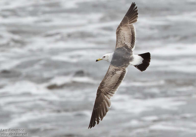 Black-tailed Gullimmature, Flight