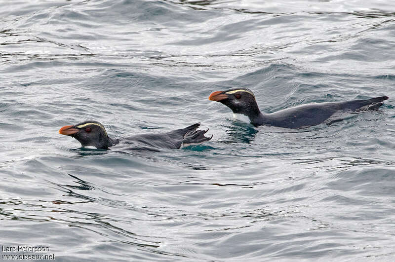 Fiordland Penguinadult