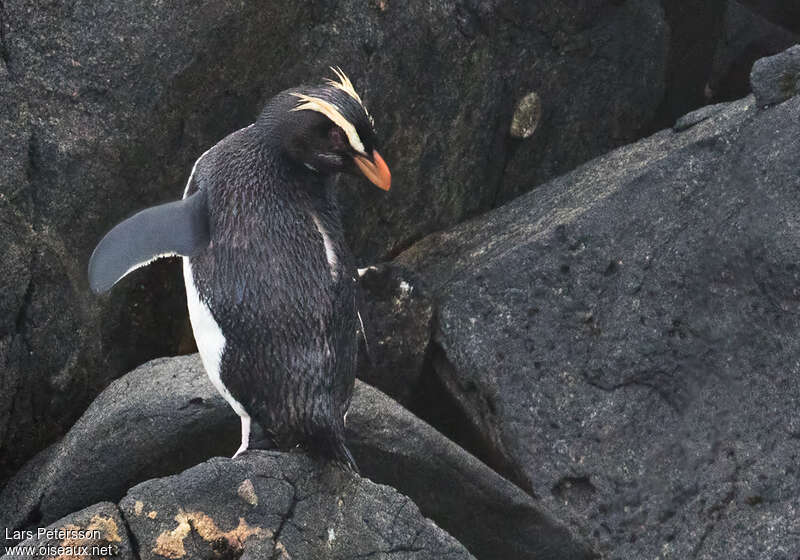 Fiordland Penguinadult, habitat, pigmentation