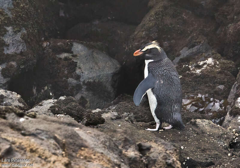 Fiordland Penguinadult, identification