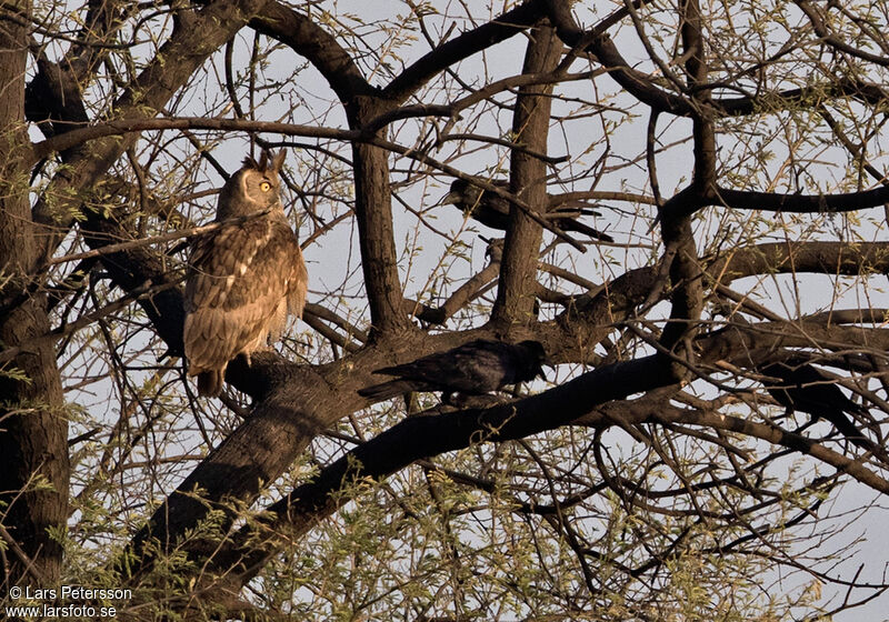 Dusky Eagle-Owl