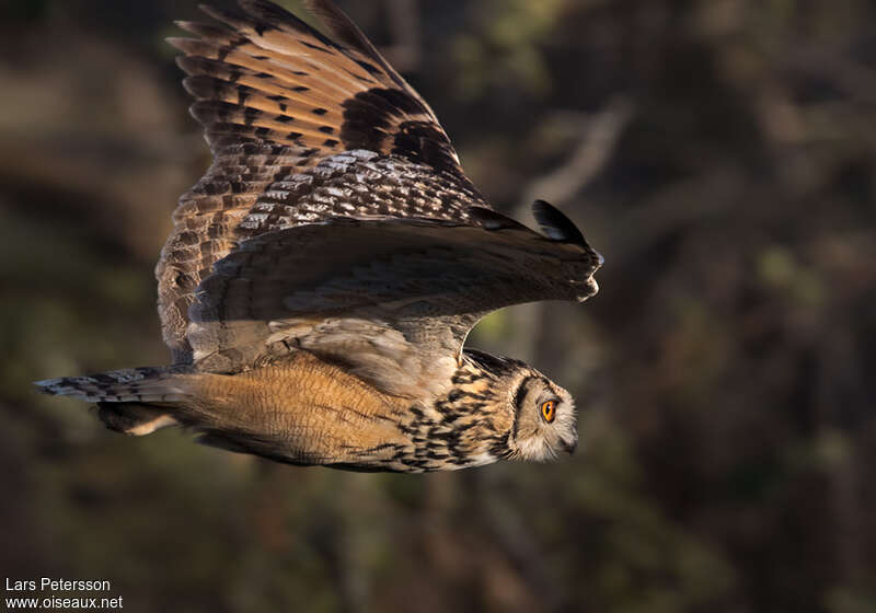 Indian Eagle-Owladult, Flight
