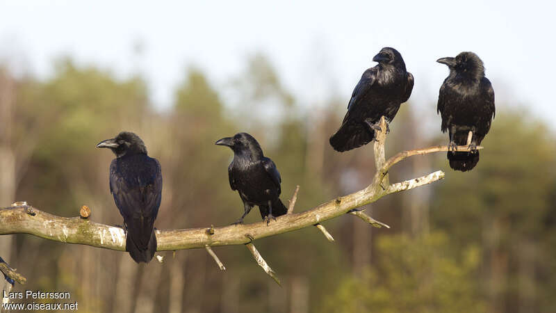 Northern Raven, Behaviour