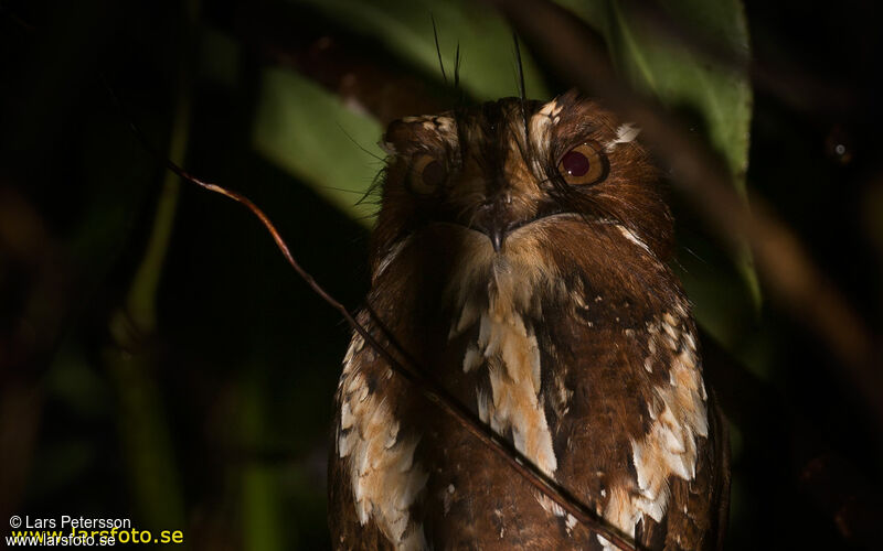 Feline Owlet-nightjar