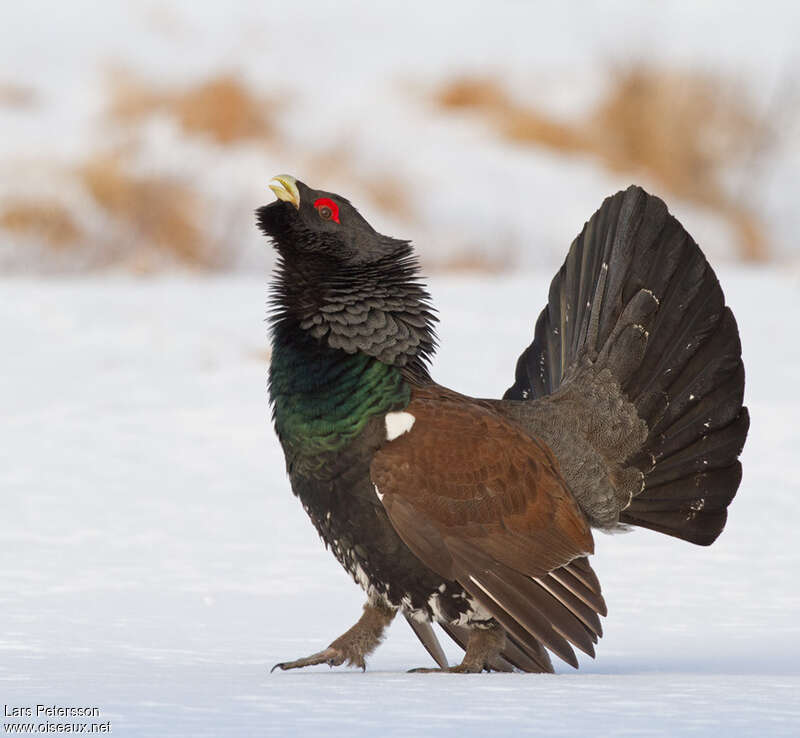 Western Capercaillie male adult, courting display, song