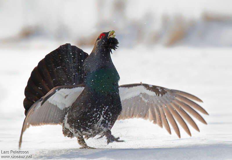 Western Capercaillie male adult, pigmentation, courting display