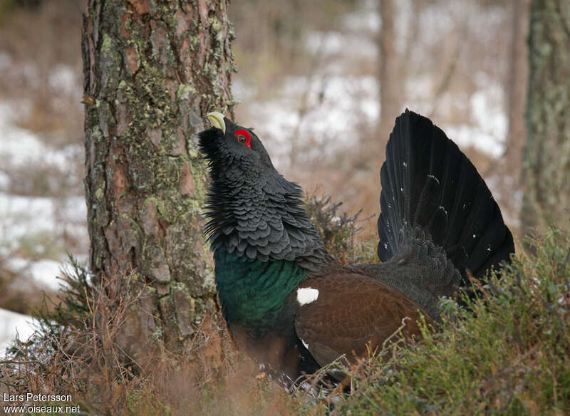 Western Capercaillie male adult, habitat, pigmentation, song