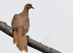 Timor Cuckoo-Dove
