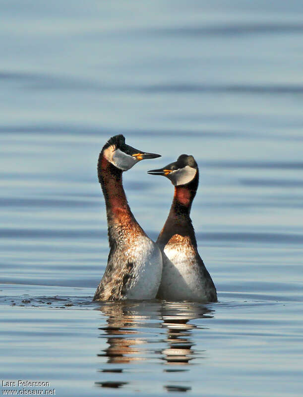 Red-necked Grebeadult, courting display