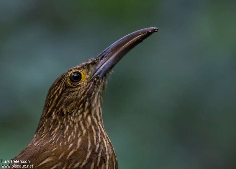 Strong-billed Woodcreeper, close-up portrait