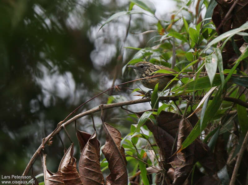 Streak-headed Antbird, habitat