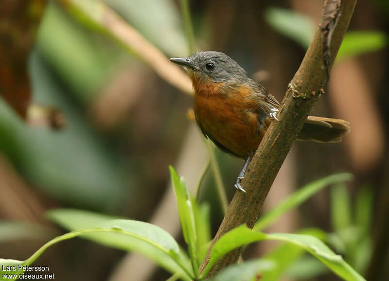 Parker's Antbird female adult, identification