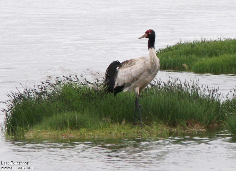 Black-necked Craneadult, identification