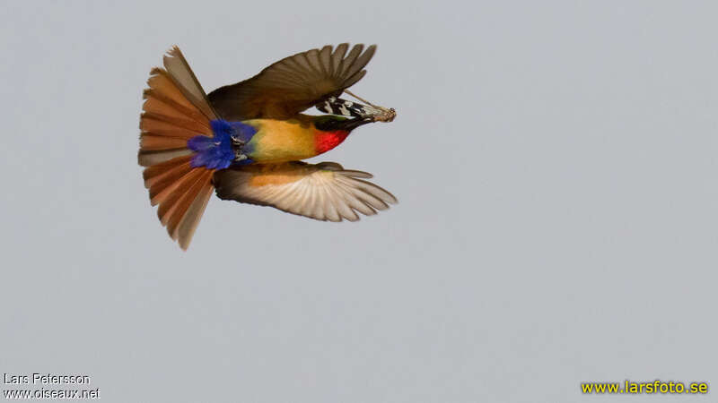 Red-throated Bee-eateradult, Flight, feeding habits