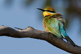 Rainbow Bee-eater
