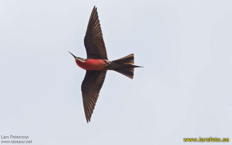 Rosy Bee-eateradult, pigmentation, Flight
