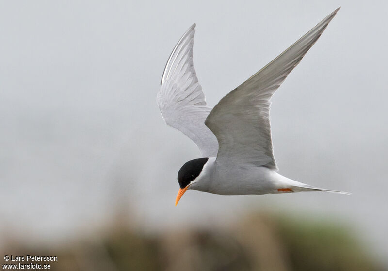 Black-fronted Tern, Flight