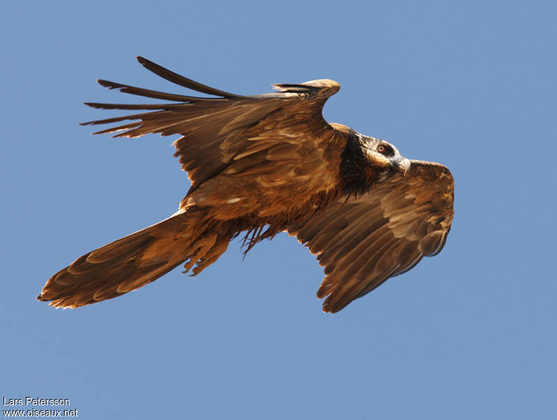 Bearded Vultureimmature, Flight