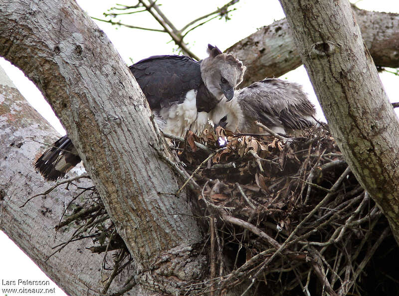 Harpy Eagle, Reproduction-nesting