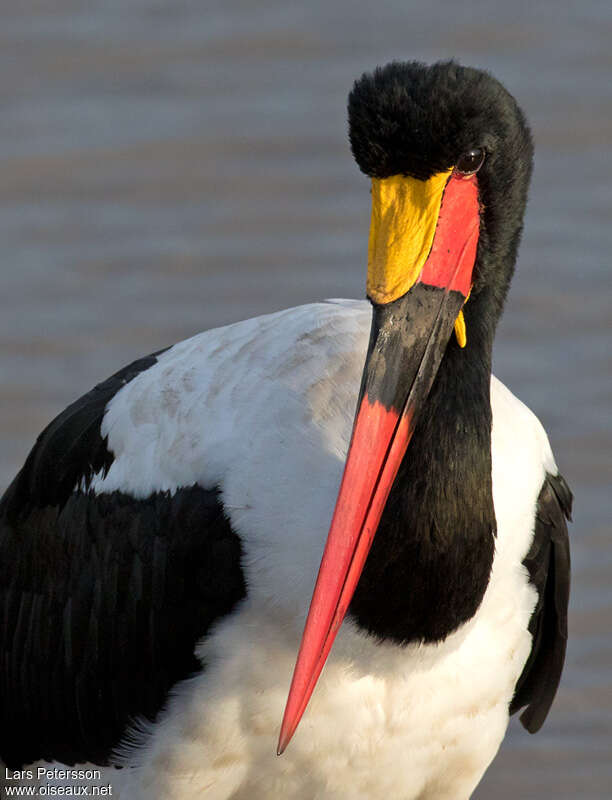 Saddle-billed Stork male adult breeding, close-up portrait
