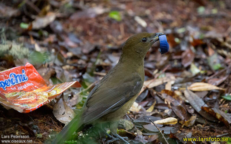 Vogelkop Bowerbird male adult, Reproduction-nesting