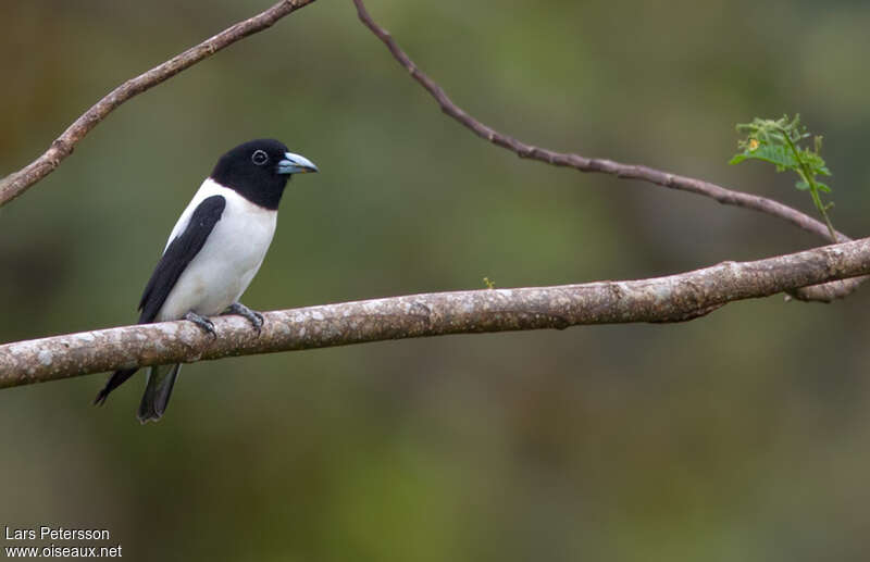 White-backed Woodswallow, identification