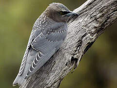 Masked Woodswallow