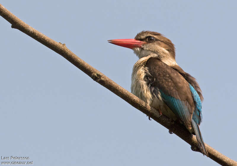 Brown-hooded Kingfisher female adult, identification
