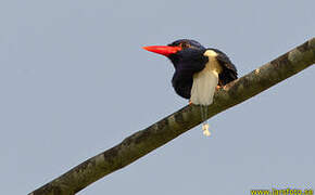Numfor Paradise Kingfisher
