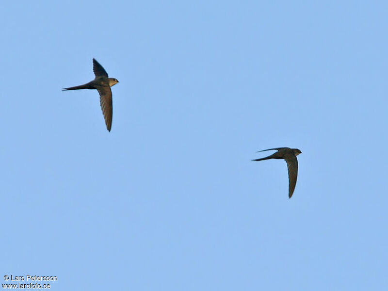 Fork-tailed Palm Swift