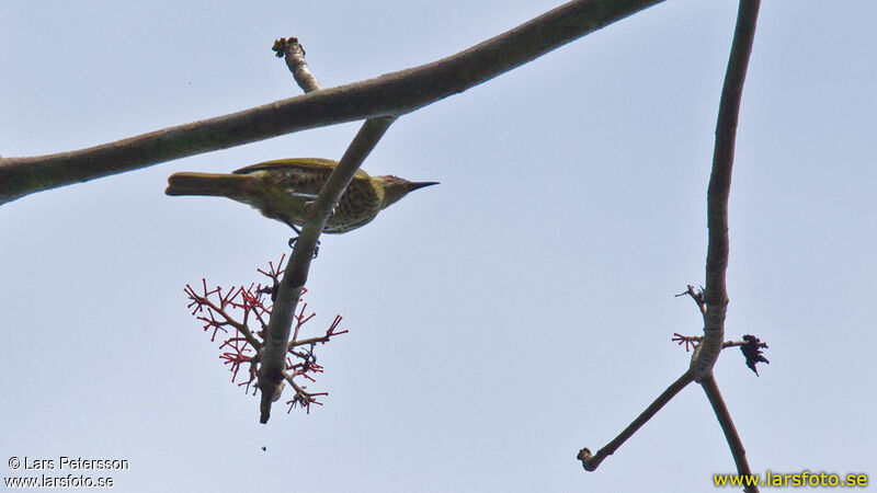 Spotted Honeyeater